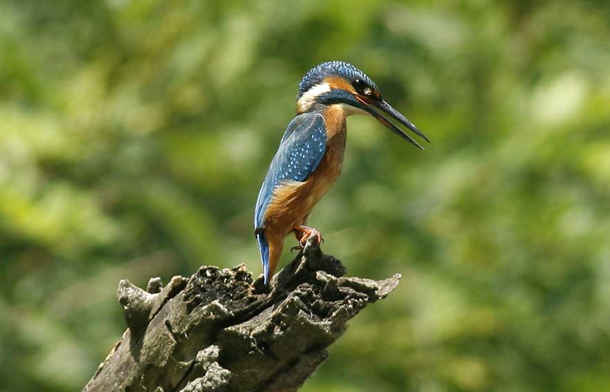 Martin pescatore -  Alcedo atthis
